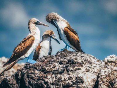Unique Galapagos Islands Animals in Photos